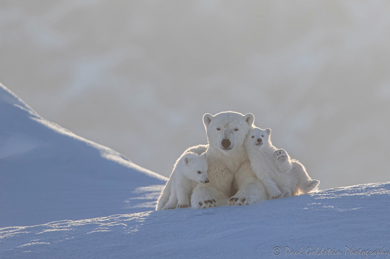 Migration des ours polaires - Paul Goldstien - Arctic Kingdom10